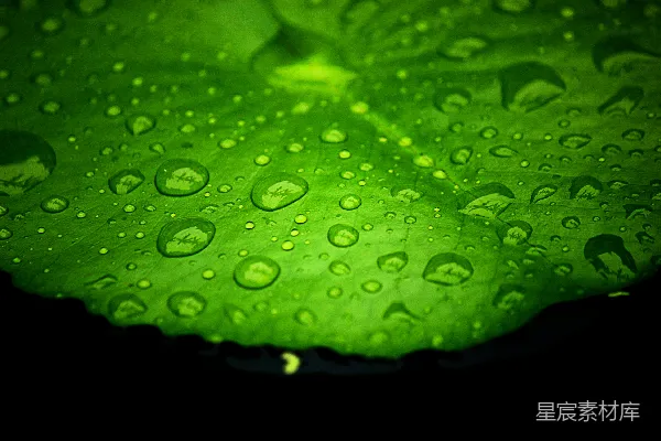 高清摄影 绿色叶片上水滴的特写镜头。