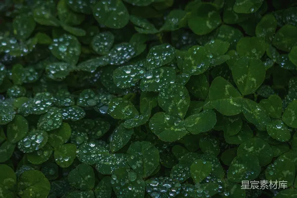 高清摄影 绿草地上鲜润的青草叶上的露珠