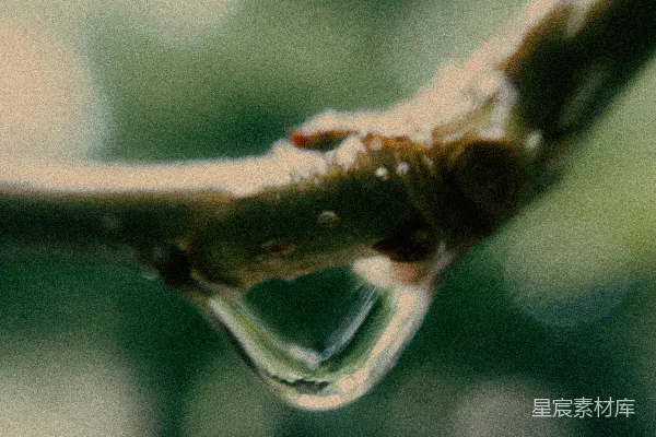 高清摄影 树梢上挂着一滴水珠。