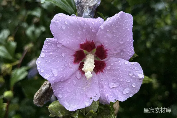 高清摄影 一朵以粉色为主的花，中心为红色，周围环绕着绿色的叶子。