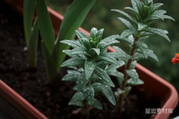 高清摄影 花盆里的植物