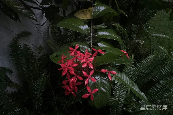 高清摄影 带红花绿叶的植物