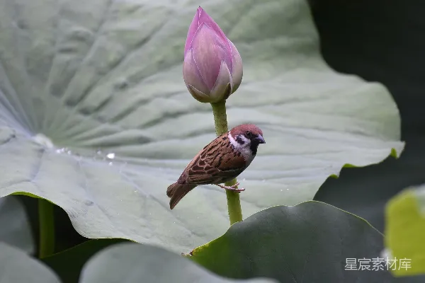 高清摄影 一只小鸟坐在一朵粉红色花朵的顶部。