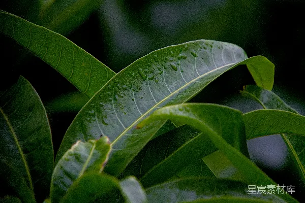 高清摄影 一张绿叶植物的特写镜头