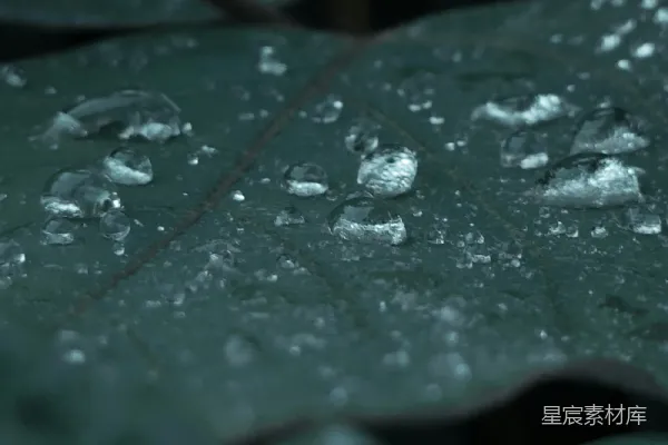 高清摄影 黑暗绿色叶片上的水滴