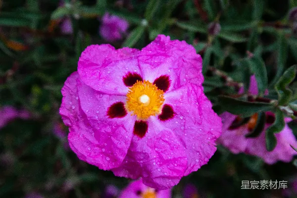高清摄影 一朵中心为黄色的粉色花朵周围环绕着紫色花朵的花。