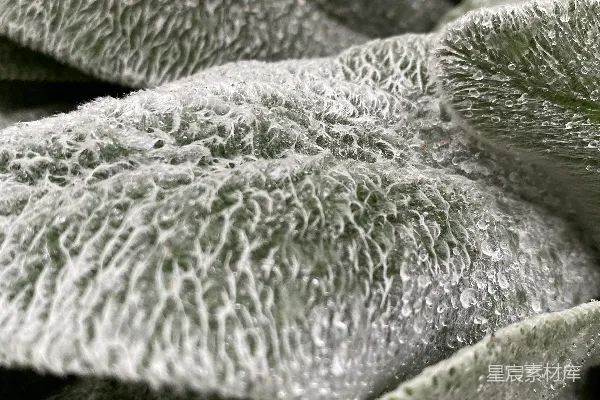 高清摄影 一株仙人掌的特写