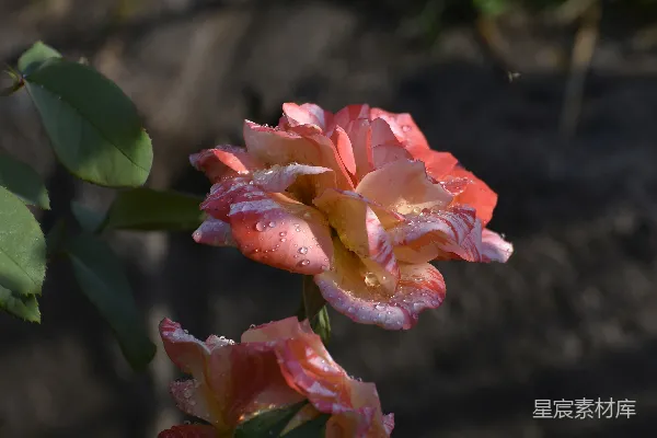 高清摄影 粉红色和黄色的花朵，配以绿色的叶子