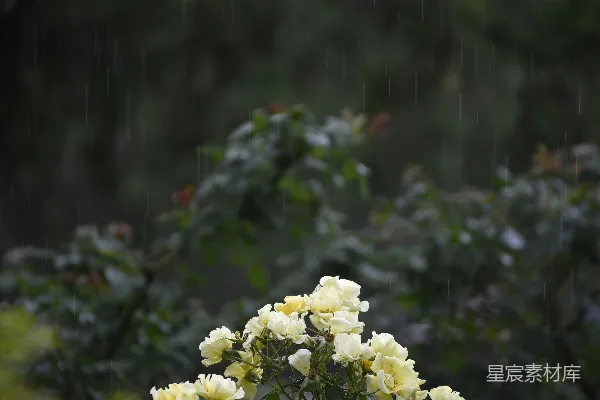 高清摄影 雨中盛开白花的灌木