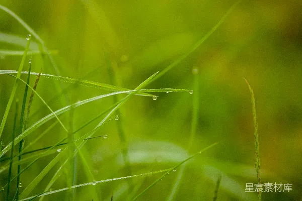 高清摄影 草叶上滴着水珠的特写镜头