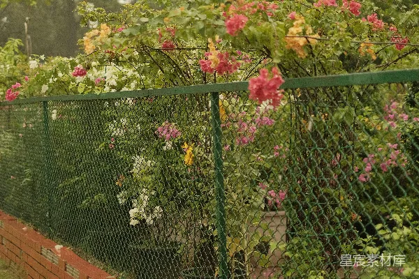 高清摄影 绿篱上开着花