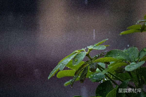 高清摄影 绿叶上落着雨滴
