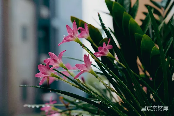 高清摄影 近处一束粉红色的花朵靠近建筑物的一角