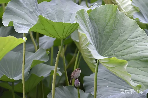 高清摄影 一朵粉红色的花坐在一片繁茂绿色田野之上