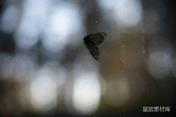高清摄影 一只小鸟穿过蒙上雨水的窗户。