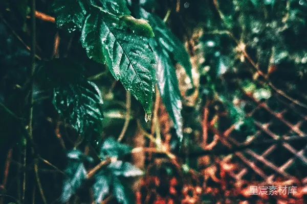 高清摄影 森林中有一只红颜色的消防栓。