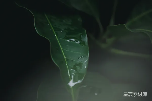 高清摄影 一片带着水珠的绿叶