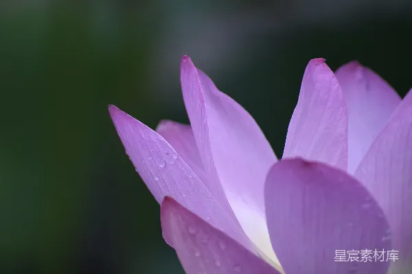 高清摄影 一朵紫花，背景模糊。