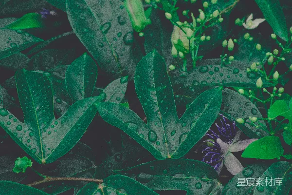高清摄影 绿色植物上的水露