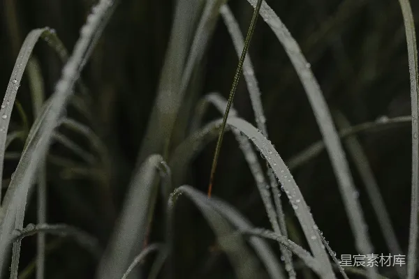 高清摄影 近景摄影中的绿色草地