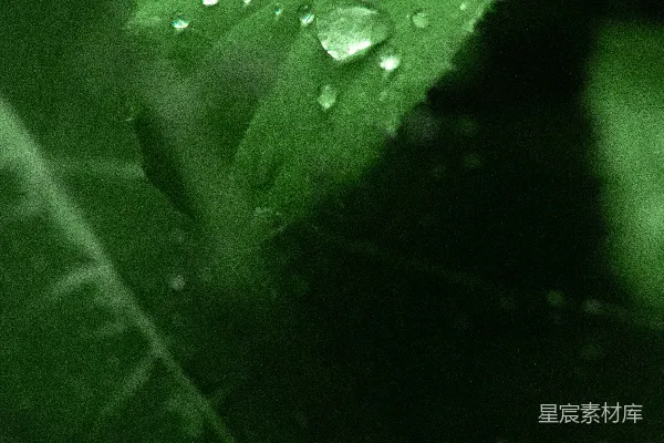 高清摄影 一片绿叶上有几滴水珠