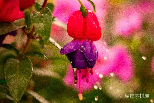 高清摄影 带水珠的红花