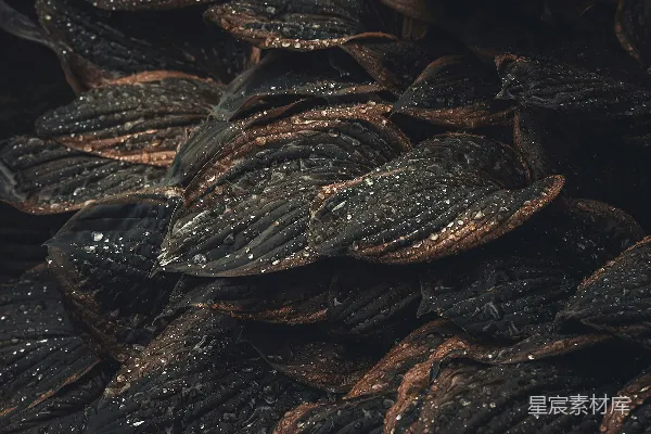高清摄影 黑底上的干枯棕色叶子