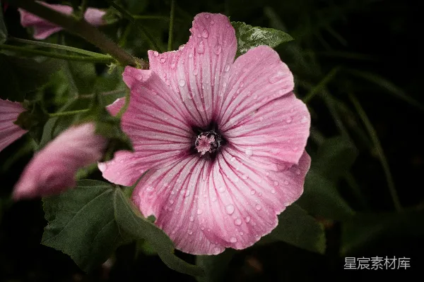 高清摄影 粉色 Hibiscus 花的特写近景照片中有水珠。