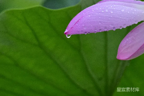 高清摄影 粉色睡莲的特写镜头，上面有水珠。