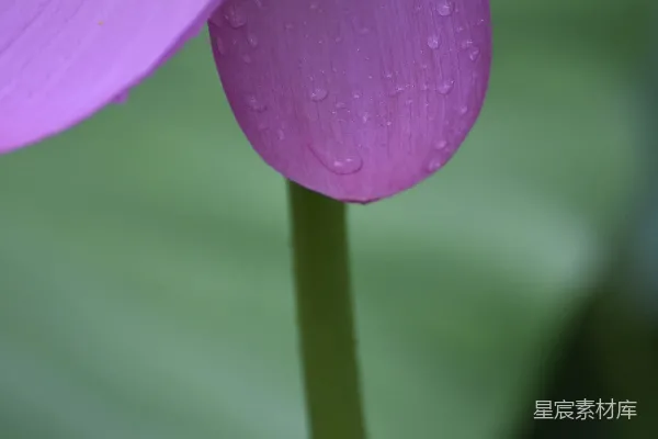 高清摄影 一朵带着水珠的紫色花朵