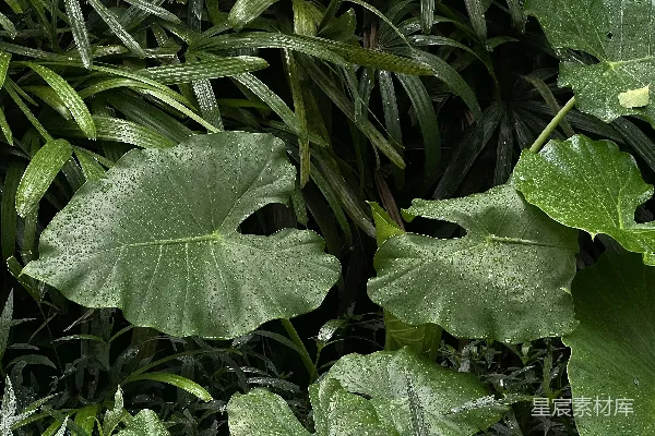 高清摄影 一个大绿叶植物的特写镜头