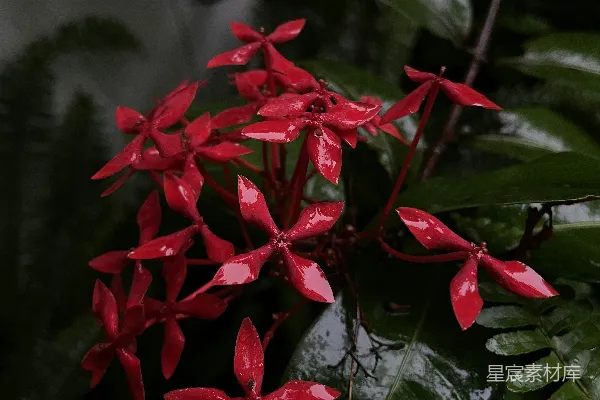 高清摄影 一朵红花植物的特写镜头