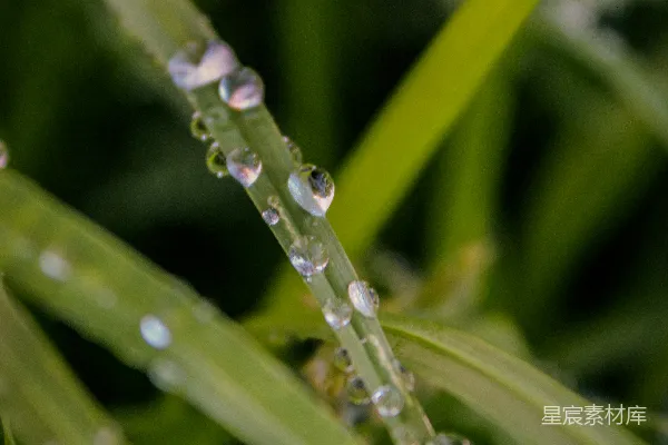 高清摄影 翠绿草地上的水珠闪耀。