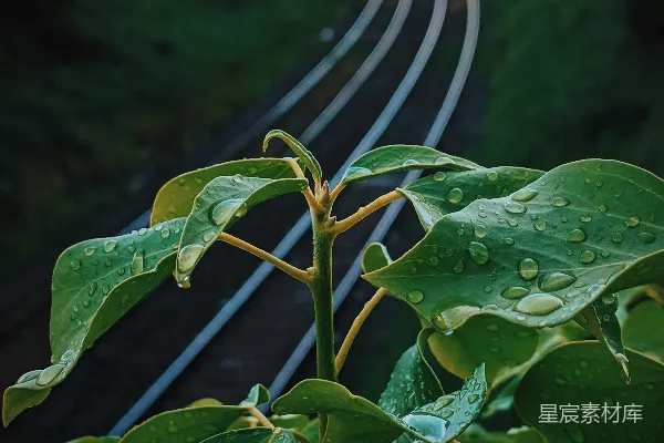 高清摄影 聚焦于绿色叶片植物的选择性摄影