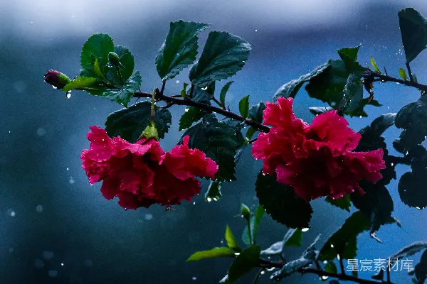 高清摄影 一棵树上挂着红色花朵在雨中的一枝