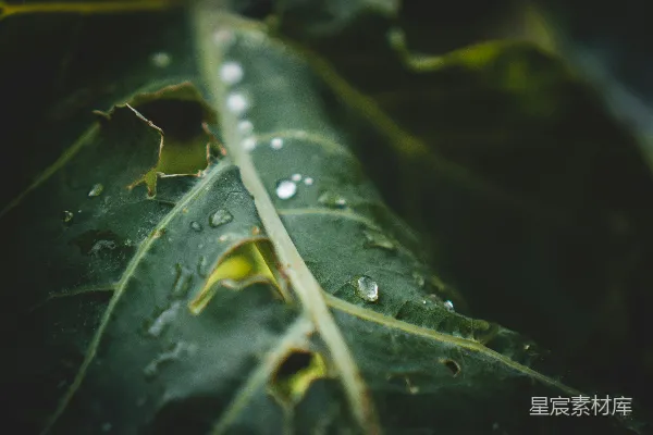 高清摄影 绿色叶子上的水珠