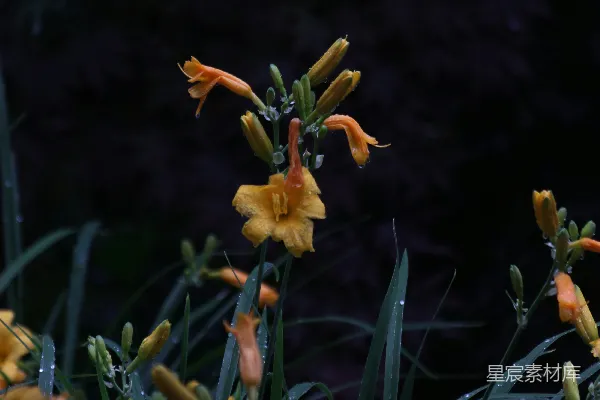 高清摄影 一束躺在草丛中的鲜花
