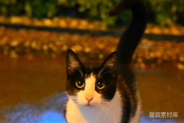 高清摄影 一只黑白相间的猫在人行道上走着