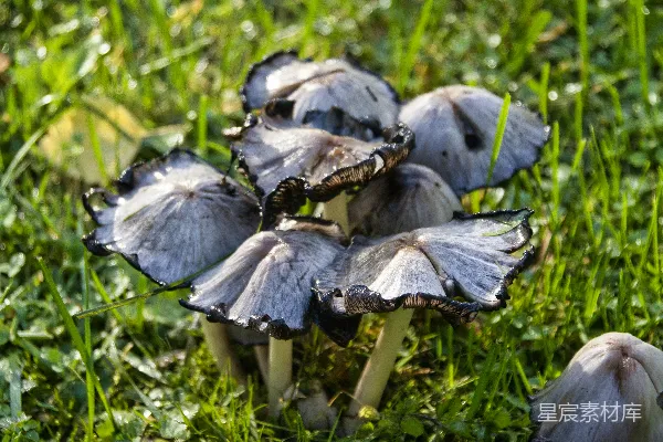 高清摄影 一群蘑菇坐在郁郁葱葱的田野上