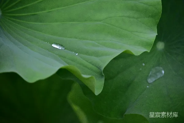 高清摄影 雨后荷叶上的水珠