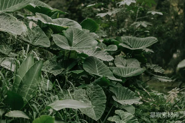 高清摄影 充满许多植物的郁郁葱葱的森林