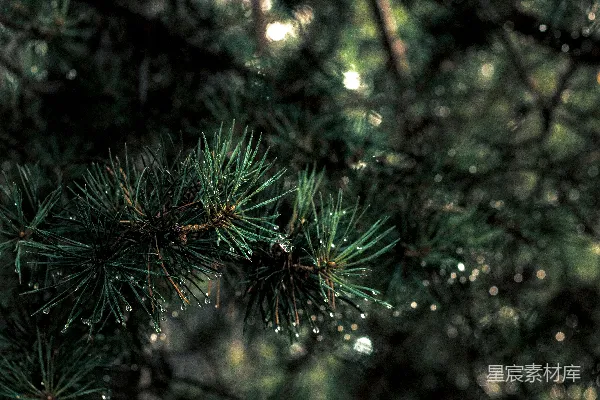 高清摄影 暗背景上pine needles附着的水珠。