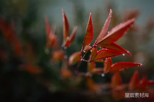 高清摄影 一朵红色植物的特写镜头，上面有水滴。