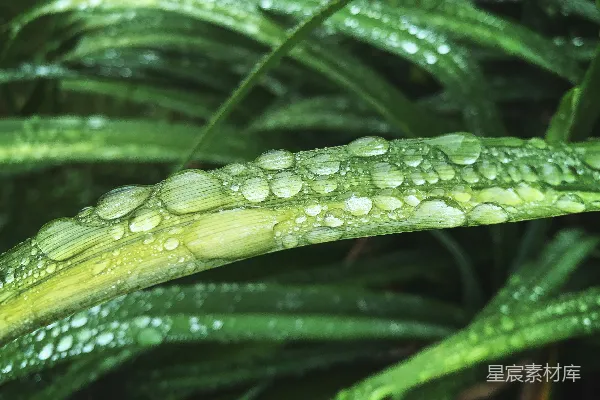 高清摄影 绿色叶子上的水滴