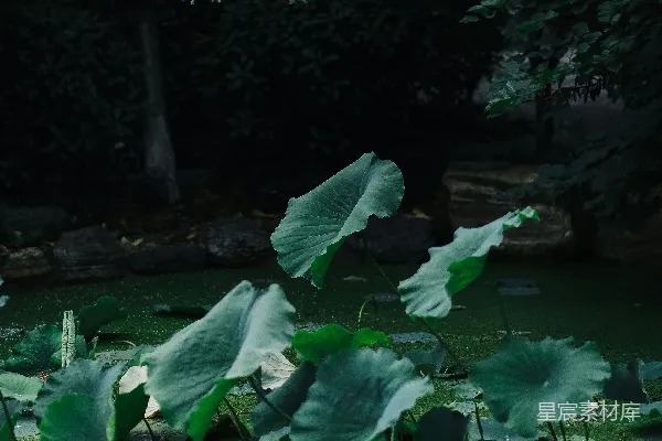 高清摄影 满是水生植物的池塘