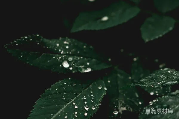 高清摄影 带水珠的绿叶