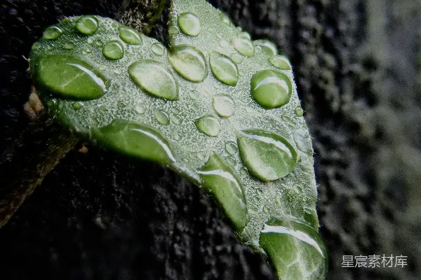 高清摄影 雨后绿叶上的水珠