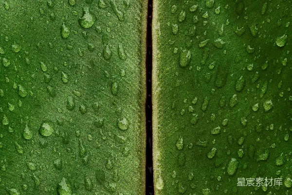 高清摄影 雨滴覆盖着一片浓绿的叶子。