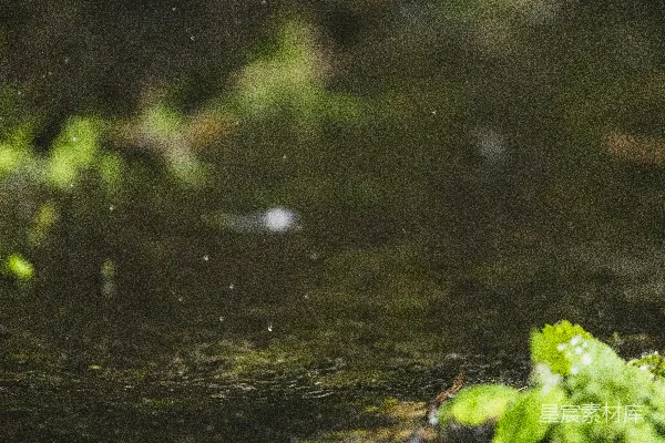 高清摄影 雨滴落在长有绿叶的苔藓地上