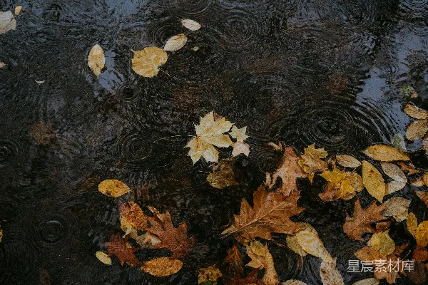 高清摄影 秋叶落在湿滑的马路上泛起点点涟漪。